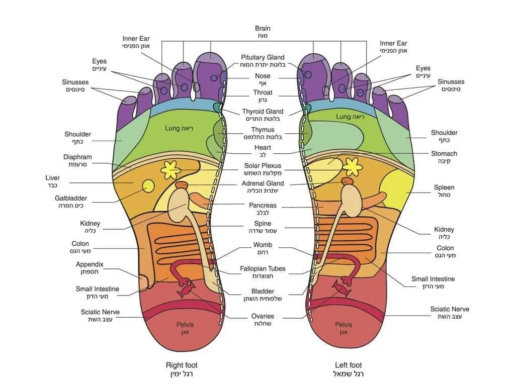 מפת רפלקסולוגיה: מדריך מקיף וסוגים שונים למפה